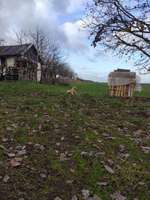 Hundeauslaufgebiet-Feld Possendorf-Bild