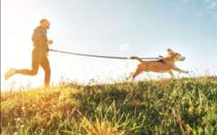 Joggen mit Hund-Beitrag-Bild