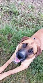 Joggen mit Hund-Beitrag-Bild