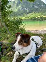 Hilfsmittel für blinde Hunde.
Habt ihr davon schon gehört?-Beitrag-Bild