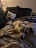 Brauche eure Hilfe! Giardien - Ernährung-Beitrag-Bild