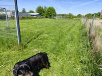 Hundeauslaufgebiet-Fußballfeld unbenutzt-Bild