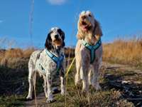 Spinone Italiano & Segugio Italiano im Sauerland-Beitrag-Bild