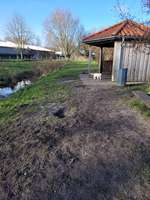 Hundeauslaufgebiet-Hundewiese Hemmoor-Bild