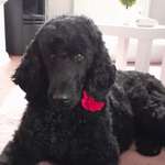 Ersteller:in Susanne Profilbild