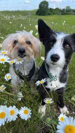 Rüde oder Hündin? Vor- und Nachteile?-Beitrag-Bild