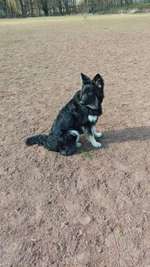 Hundeauslaufgebiet-Ehemaliger BV Wiesdorf Sportplatz-Bild