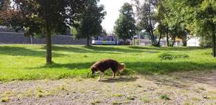 Hundeauslaufgebiet-Grünanlage August-Bebel-Hain-Bild