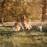 Ersteller:in Brigitta Profilbild