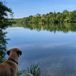 Hundeauslaufgebiet-Pösinger Au - Waldgebiet am Lech-Bild