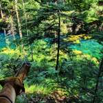 Hundeauslaufgebiet-Pösinger Au - Waldgebiet am Lech-Bild