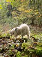 Die Lieblingsrunde eures Vierbeiners-Beitrag-Bild