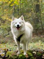 Die Lieblingsrunde eures Vierbeiners-Beitrag-Bild