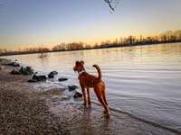 Hundeauslaufgebiet-Muschelstrand-Bild