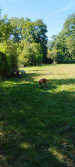 Hundeauslaufgebiet-Hundezone Breitenfurt-Bild
