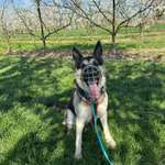 Drahtmaulkorb nicht tierschutzgerecht?-Beitrag-Bild