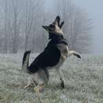 Ersteller:in Julia 🐾Nero Profilbild