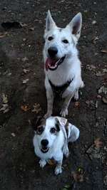 WG-Hunde irgendwo?-Beitrag-Bild