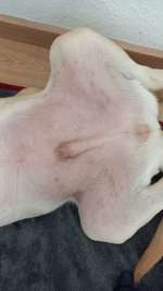 Dunkle Flecken am Bauch-Beitrag-Bild