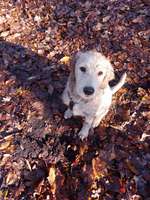 Hundeauslaufgebiet-Freilauf Stonsdorfer Weg-Bild