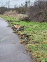 Hundeauslaufgebiet-Elsteraue Saaleufer-Bild