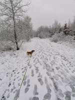 Hundeauslaufgebiet-Elsteraue Saaleufer-Bild