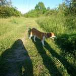 Hundeauslaufgebiet-Elsteraue Saaleufer-Bild