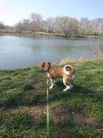 Hundeauslaufgebiet-Elsteraue Saaleufer-Bild