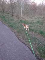 Hundeauslaufgebiet-Elsteraue Saaleufer-Bild