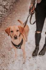 Schon wieder Ellbogendysplasie?-Beitrag-Bild