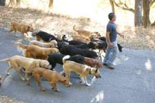 Cesar Millan-Beitrag-Bild