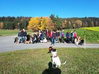 Hundewanderungen in Niederbayern für Raum Passau, Deggendorf, Freyung, Bodenmais und Grafenau...-Beitrag-Bild