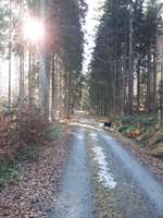 Hundeauslaufgebiet-Martinwiese-Bild