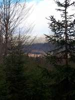 Hundeauslaufgebiet-Martinwiese-Bild