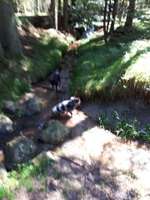 Hundeauslaufgebiet-Fatimakapelle-Bild