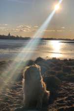 Hundeauslaufgebiet-Strandflächen Falkensteiner Ufer-Bild