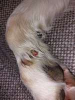 An Wolfskralle-Beitrag-Bild