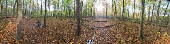 Hundeauslaufgebiet-Oberes Ölbachtal-Bild