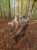Hundeauslaufgebiet-Oberes Ölbachtal-Bild