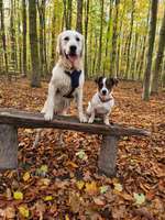 Hundeauslaufgebiet-Oberes Ölbachtal-Bild