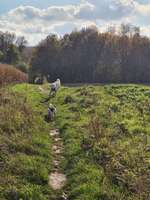 Hundeauslaufgebiet-Oberes Ölbachtal-Bild