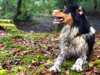 Hundeauslaufgebiet-Hundewald-Bild