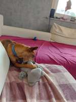 Grundkommandos lernen aber wie?-Beitrag-Bild