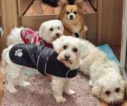 Suche Hundezubehör für unsere Pflegestellen - Retriever in Not- Liberty for dogs-Beitrag-Bild