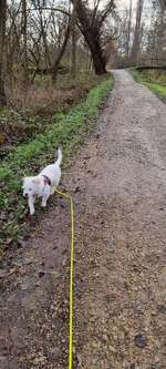 Hundeauslaufgebiet-Maudacher Bruch-Bild