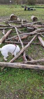 Hundeauslaufgebiet-Hundespiel- und Übungsplatz-Bild