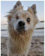 Blindheit bei Hunden-Beitrag-Bild