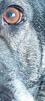 Augenlied Tumor-Beitrag-Bild