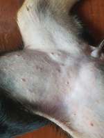 Kahler bauch und stiche/ekzeme-Beitrag-Bild