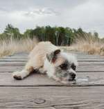 Hundeauslaufgebiet-Gildehauser Venn-Bild